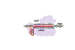Engineering a RNA system to maximize gene editing